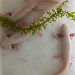 ウーパールーパー　　　　　
の画像