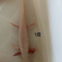 ウーパールーパー　　　　　
の画像