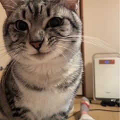 優しい性格の男の子です🐈