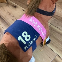 有馬記念　ダイワスカーレットぬいぐるみの画像