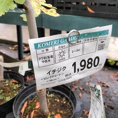 イチジク苗（様々な海外品種）【引取限定】の画像