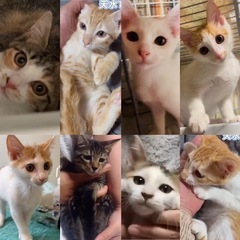 白猫♡茶白♡茶トラ♡ミケ♡サビ♡キジ♡沢山の子猫