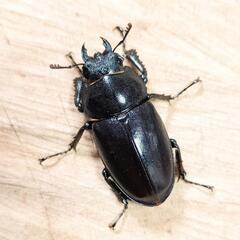 本土ノコギリクワガタ(大阪府八尾市産)WF1新成虫♂♀ペア ②の画像