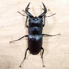 本土ノコギリクワガタ(大阪府八尾市産)WF1新成虫♂♀ペア ②の画像