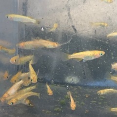 サンシャイン　メダカ　めだかの画像