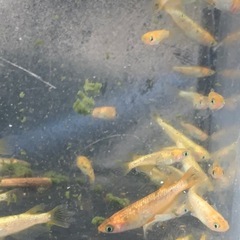 サンシャイン　メダカ　めだかの画像