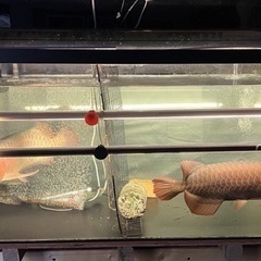 水槽　1200 1800 熱帯魚　古代魚の画像