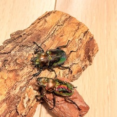 ②訳あり品　ニジイロクワガタペア　レッド　グリーンピカールの画像