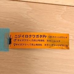 ②訳あり品　ニジイロクワガタペア　レッド　グリーンピカールの画像