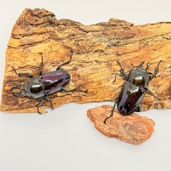 ニジイロクワガタ　紫紺　訳あり品の画像