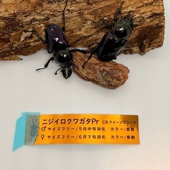 ニジイロクワガタ　紫紺　訳あり品の画像