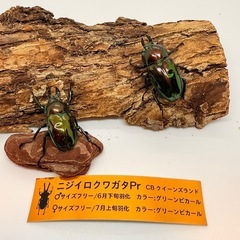 ⑥ニジイロクワガタ　ペア　グリーンピカール　の画像