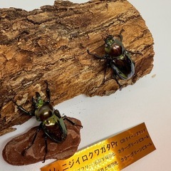 ⑥ニジイロクワガタ　ペア　グリーンピカール　の画像