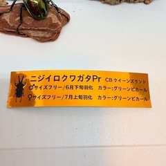⑥ニジイロクワガタ　ペア　グリーンピカール　の画像