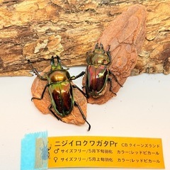 ⑦訳あり品　ニジイロクワガタペア　レッドピカールの画像