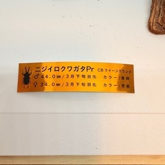 ⓾ニジイロクワガタ青紋　ペアの画像