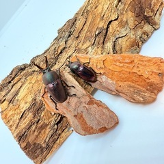 ⑮パプアキンイロクワガタ　♂単体　マジョーラ の画像