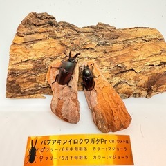 ⑮パプアキンイロクワガタ　♂単体　マジョーラ の画像