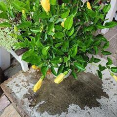 ハイビスカスの画像