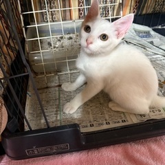 かわいい兄弟猫たち♡