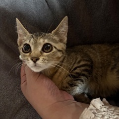 かわいい兄弟猫たち♡