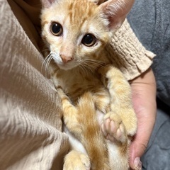 かわいい兄弟猫たち♡