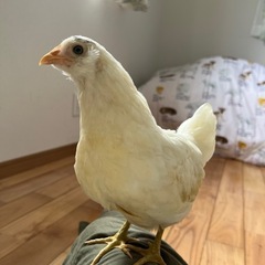 無農薬の米ぬか、または使わない木材譲ってください！