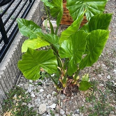 食わず芋の画像