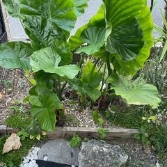 食わず芋の画像