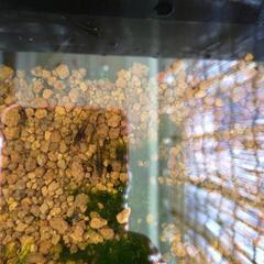 ヌマエビ ③の画像