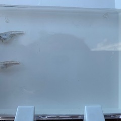 【メダカ屋のんの】レックウザメダカ有精卵10個＋αの画像