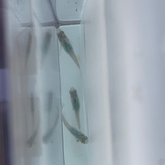 【メダカ屋のんの】深海メダカ有精卵40個＋α