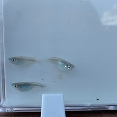 【メダカ屋のんの】深海メダカ有精卵40個＋αの画像