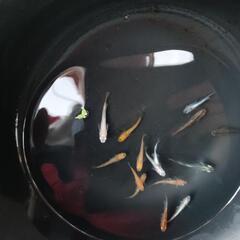 TTD 17930【⭐︎ 古代魚大好きマン様⭐︎】【美品・数量限定】 大型集魚灯電球 | toolbox