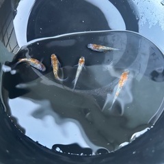 メダカ　三色ラメ　の画像