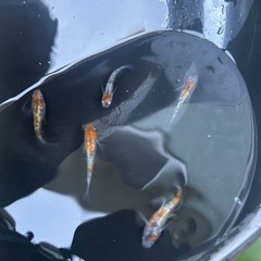 メダカ　三色ラメ　の画像