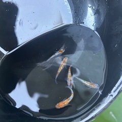メダカ　三色ラメ　の画像