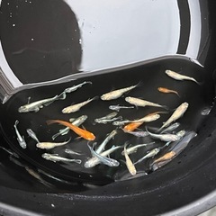 ミックスメダカ25匹の画像