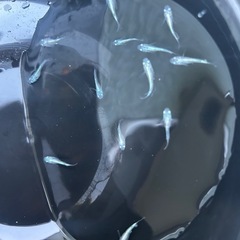 メダカ　ミユキダルマ　半ダルマの画像