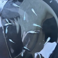 メダカ　ミユキダルマ　半ダルマの画像