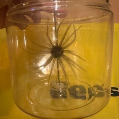 コイケ13mmの画像