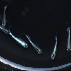 幹之ヒレ長　メダカ　めだか　若魚　写真1枚〜3枚目現物です‼️4枚目種親です‼️１匹100円‼️残り１５匹程度‼️の画像