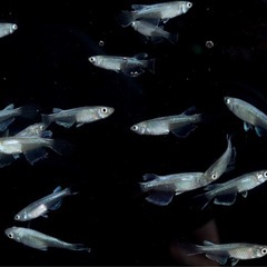 幹之ヒレ長　メダカ　めだか　若魚　写真1枚〜3枚目現物です‼️4枚目種親です‼️１匹100円‼️残り１５匹程度‼️の画像