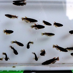 サタンレッドテール　メダカ　めだか　写真1枚目二枚目現物です3枚目種親‼️若魚‼️１匹200円‼️残り1５匹程度‼️前回の個体より少し小さいです。の画像