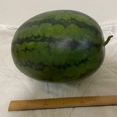 無農薬栽培　大玉スイカ　1個の画像