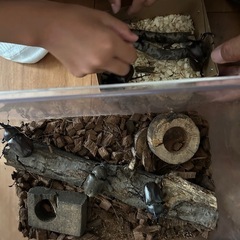 カブトムシ　2匹セット500円　オスとメスセット　オス2匹でも可能の画像
