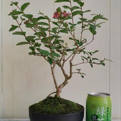 🌿40cmサルスベリ,ピンク色/天然ゴケ（生きてます）/盆栽/観葉植物🌿の画像