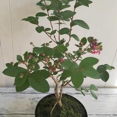 🌿40cmサルスベリ,ピンク色/天然ゴケ（生きてます）/盆栽/観葉植物🌿の画像