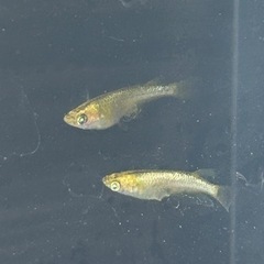 メダカ　ゴールデンクウラ　1ペア　産卵中の画像