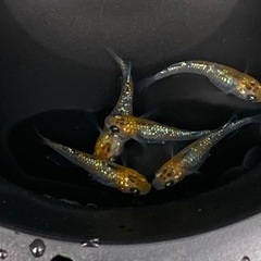 メダカ✨天界　幼魚〜若魚５匹の画像